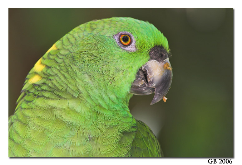 YELLOW-NAPED PARROT